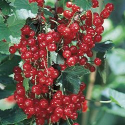 Photo of Red Lake Currant