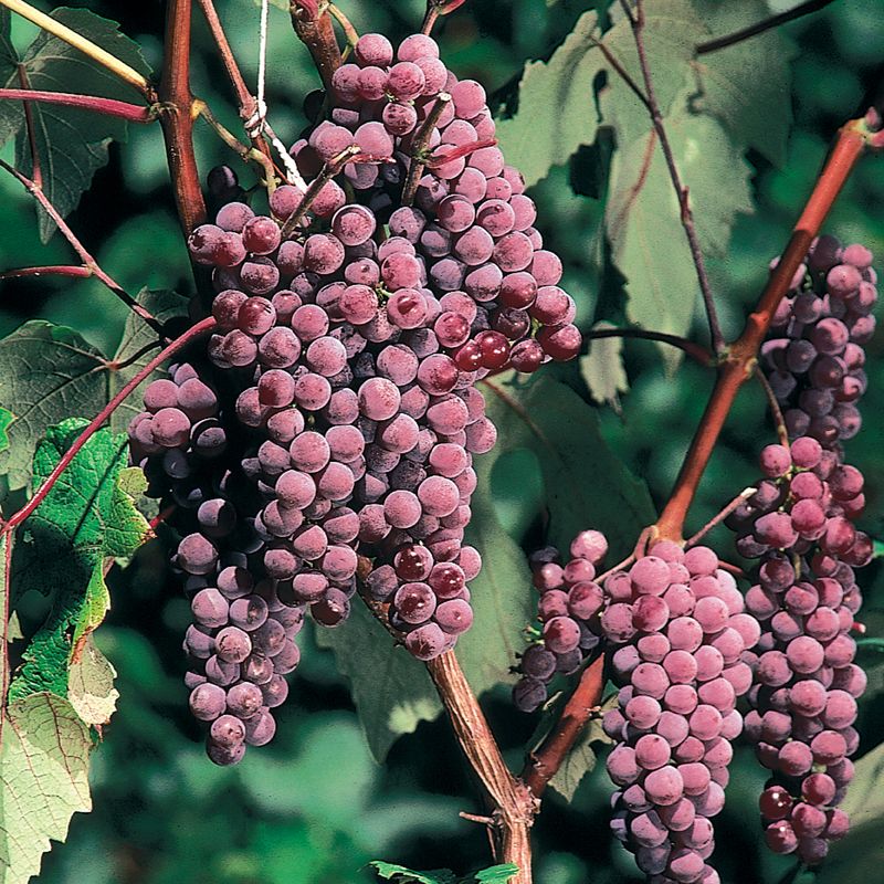 Canadice Table Grapevine  Cloud Mountain Farm Center & Nursery