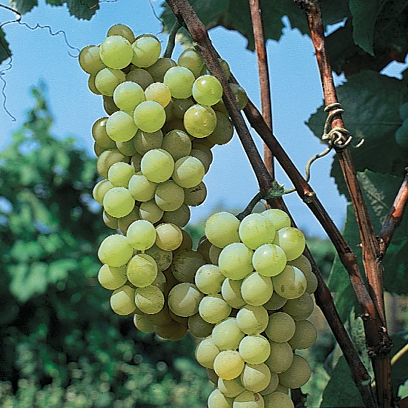 Nutri NEW 10 Pcs New Rare white grapes fruit Plant vinegrape vine sweet organic 