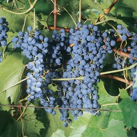 Photo of Frontenac Grape Vine