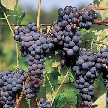 Photo of Buffalo Grape Vine