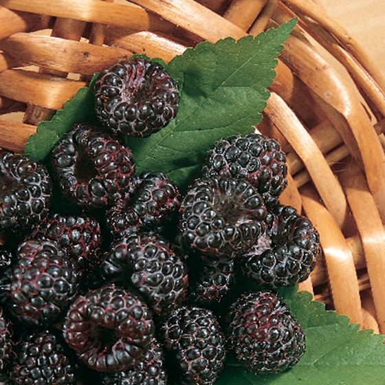 Photo of Jewel Black Raspberry Plant