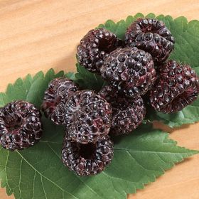 Photo of Allen Black Raspberry Plant