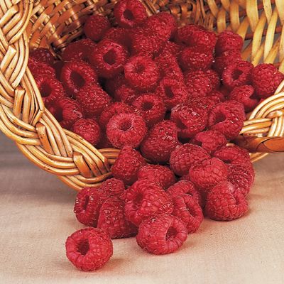 Photo of Fall Red Everbearing Raspberry Plant