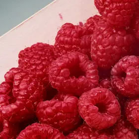 Photo of Latham Red Raspberry Plant