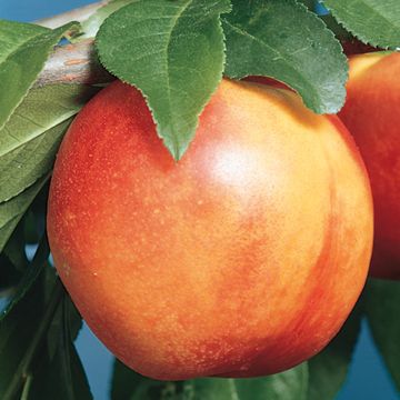 Photo of Mericrest Nectarine Tree