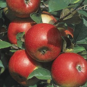 Starkrimson® Red Delicious Apple Tree - Stark Bro's