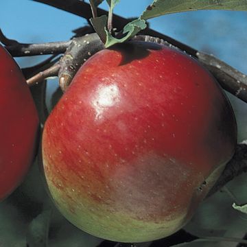 Photo of Liberty Apple Tree