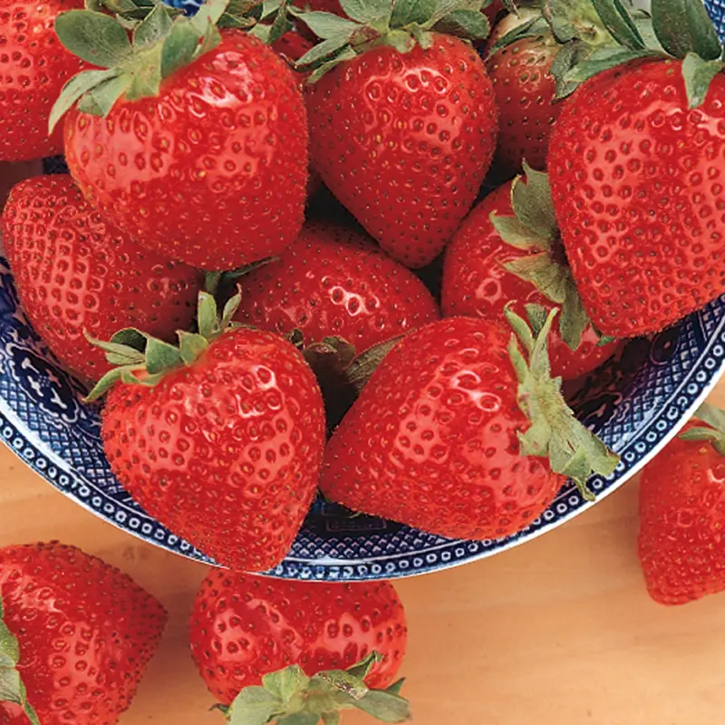 Stark Bros. Tristar Strawberry Plant - Thumbnail 2