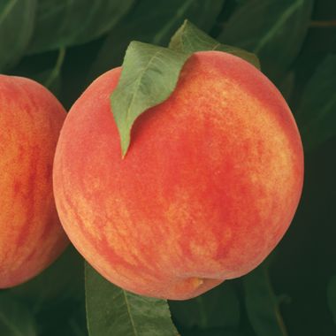 Photo of Fingerlakes Super Hardy Peach Tree