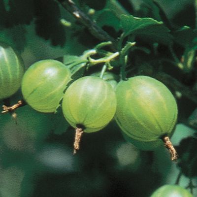 Photo of Pixwell Gooseberry Plant