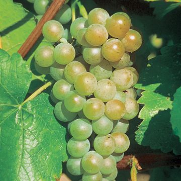 Photo of Traminette Grape Vine