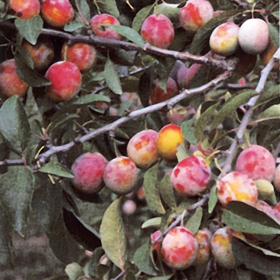 how to grow green gage plum tree from seed
