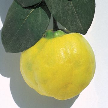 Photo of Orange Quince Tree