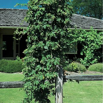 Photo of Nugget Hops Bine