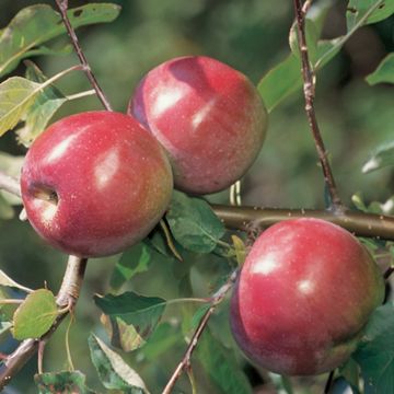 Photo of MacFree Apple Tree