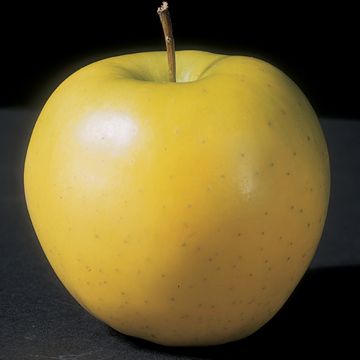 Photo of Mutsu Apple Tree