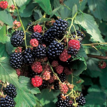 Photo of Illini Hardy Blackberry Plant