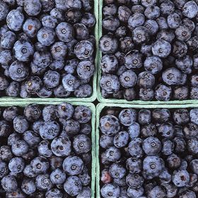 Photo of All-Season Blueberry Collection