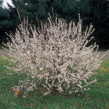 Photo of Hansen's Bush Cherry Tree
