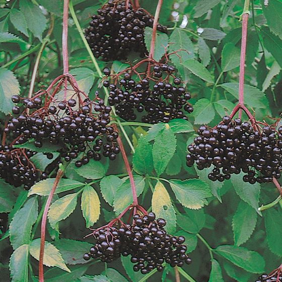 Photo of Johns Elderberry Plant