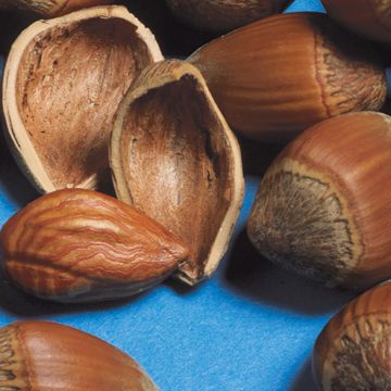 Photo of Fingerlakes Super-Hardy Filbert Hazelnut Tree