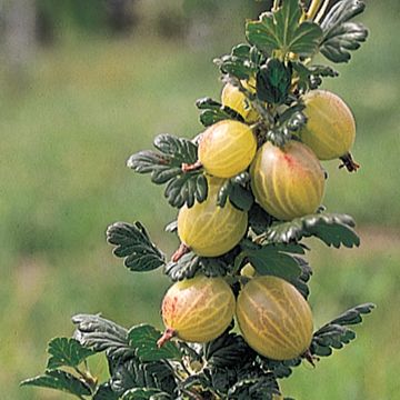 Photo of Pink Gooseberry Plant