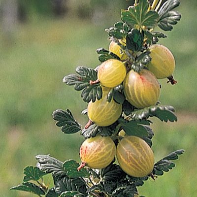 Photo of Pink Gooseberry Plant