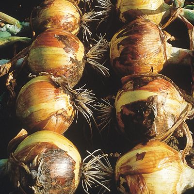 Photo of Walla Walla Sweet Onion Plant