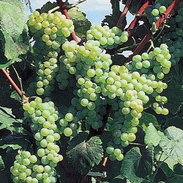 Photo of Himrod Seedless Grape Vine