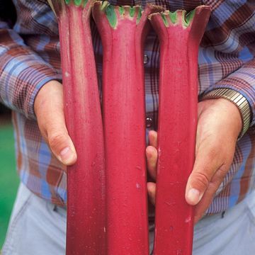 Photo of Valentine Rhubarb Plant