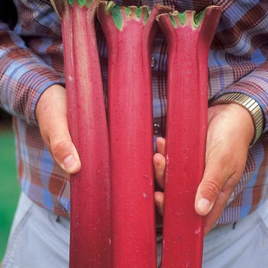 Photo of Valentine Rhubarb Plant