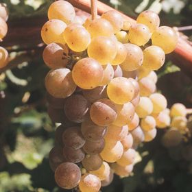 Photo of LaCrosse Grape Vine