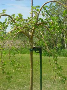 Tree Stake Stark Bro s