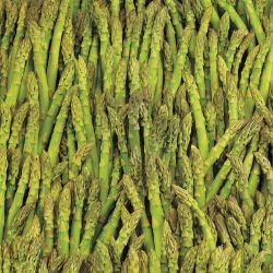 Photo of Mary Washington Asparagus Plant