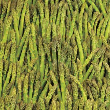 Photo of Mary Washington Asparagus Plant