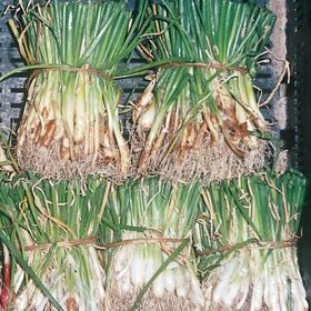 Photo of Copra Onion Plant
