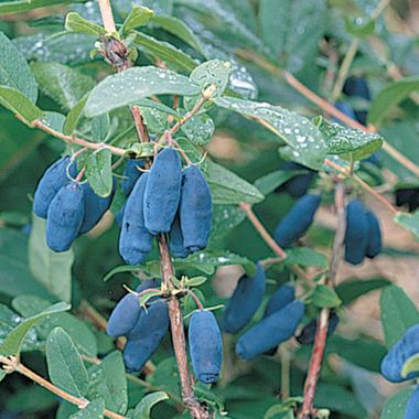 Photo of Berry Blue™ Honeyberry Plant