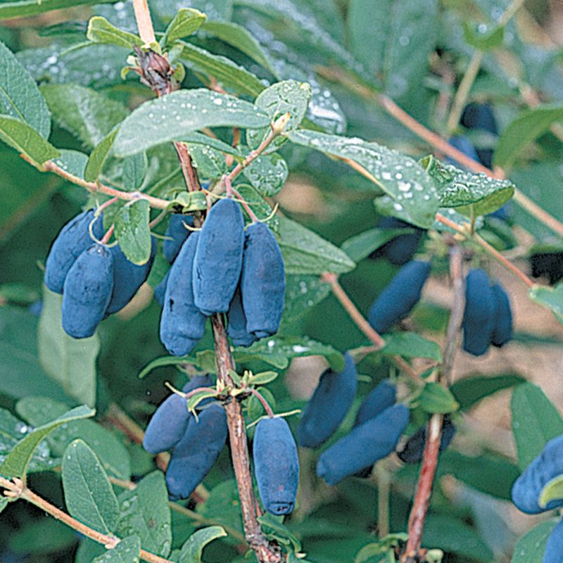 Berry Blue™ Honeyberry - Honeyberry Plants - Stark Bro's