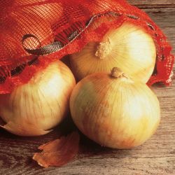 Photo of Candy Hybrid Onion