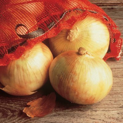 Photo of Candy Hybrid Onion Plant