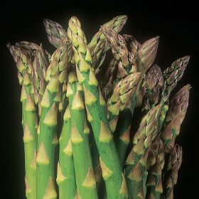 Photo of Asparagus Plant Collection