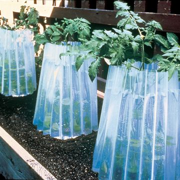 Photo of Wall of Water Plant Protectors