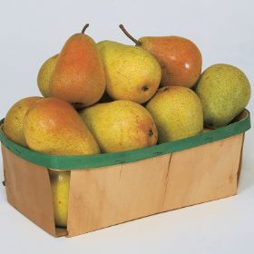 Pear Bosc Brown CA (each) — GoFruitage