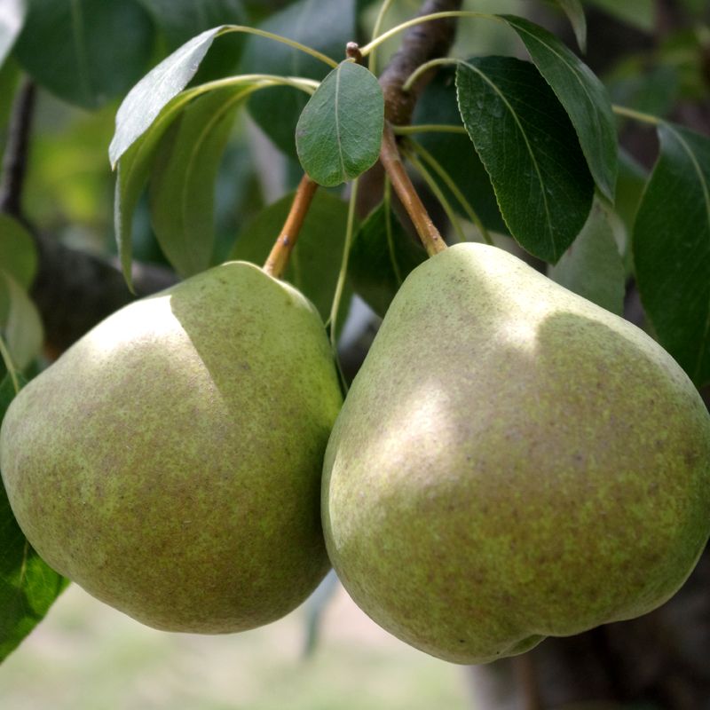 Everyone's Favorite Pear Tree Collection - Pear Trees ...