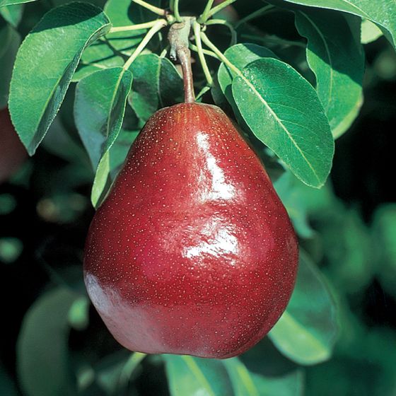 Organic Red Anjou Pears – Beecher Hill Farms