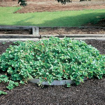 Photo of Pyramid Planter