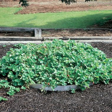 Photo of Pyramid Planter