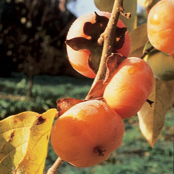Photo of Meader American Persimmon Tree