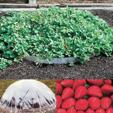Photo of Strawberry Pyramid Planter Assortment
